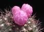 Preview: Mutterpflanze mit Knospen